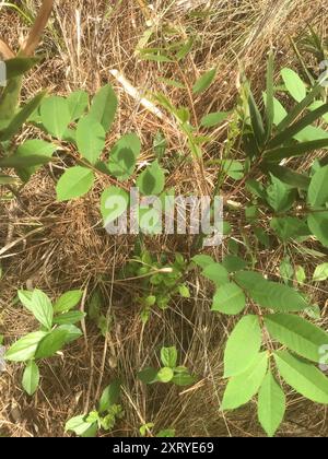 poison sumac (Toxicodendron vernix) Plantae Stock Photo