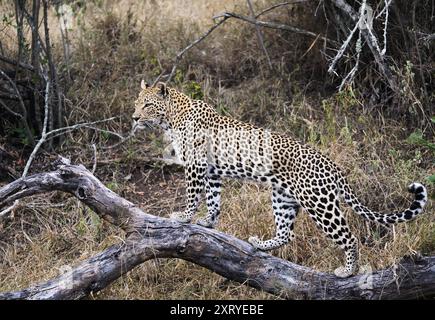 Leopard, Panthera pardus, Sabi Sand Reserve, Greater Kruger, South Africa Stock Photo