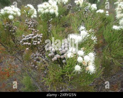 Cone Stompie (Brunia noduliflora) Plantae Stock Photo