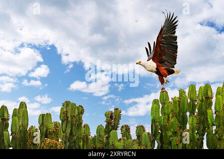 Fish eagle taking off in Uganda, Africa Stock Photo