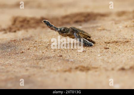 Green sea turtle Chelonia mydas also black (sea) turtle or Pacific green turtle, sea turtle in Cheloniidae. new born hatchling running to the sea, att Stock Photo