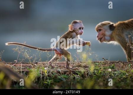 Toque Macaque Macaca sinica reddish-brown Old World monkey endemic to Sri Lanka, known as the rilewa or rilawa, baby monkey with mother in the ancient Stock Photo