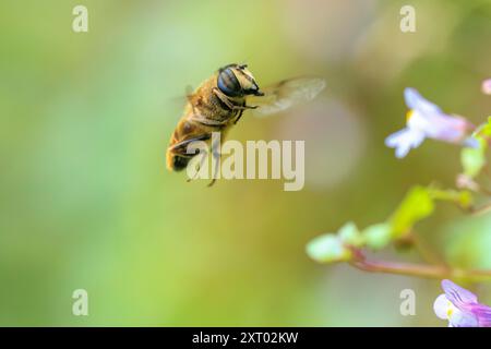 Drone fly Eristalis tenax insect in flight on a sunny day during Springtime season Stock Photo