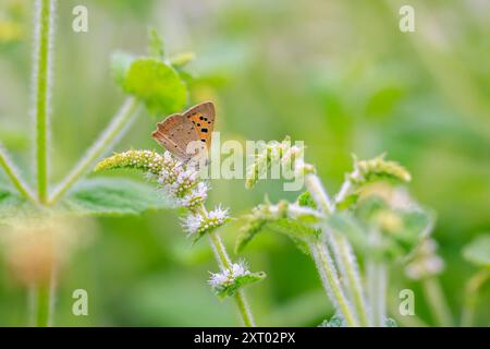 Closeup of a small or common Copper butterfly Stock Photo
