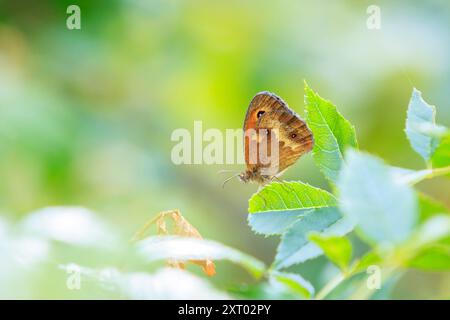 The gatekeeper butterfly, Pyronia tithonus, resting on green vegetation Stock Photo