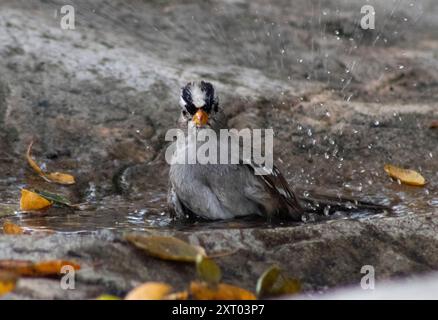 small bird bathing in fountain Stock Photo