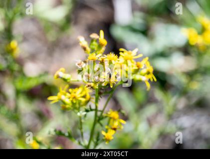 Cut-Leaved Ragwort (Senecio eremophilus Stock Photo - Alamy