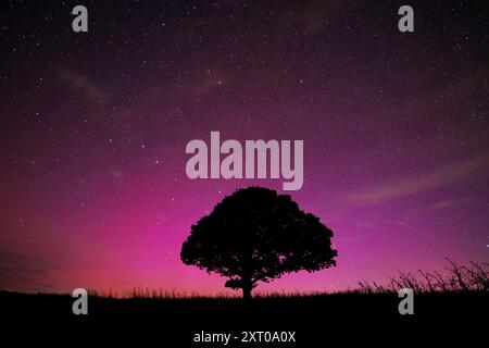 Dunsford, Devon, UK. 13th Aug, 2024. Supernatural Northern lights over a magic tree near Dunsford on the edge of Dartmoor, Devon, UK. Aurora Borealis. Credit: nidpor/Alamy Live News Stock Photo