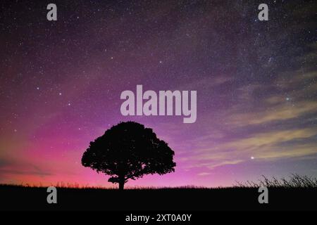 Dunsford, Devon, UK. 13th Aug, 2024. Supernatural Northern lights over a magic tree near Dunsford on the edge of Dartmoor, Devon, UK. Aurora Borealis. Credit: nidpor/Alamy Live News Stock Photo