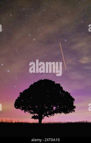 Dunsford, Devon, UK. 13th Aug, 2024. Supernatural Northern lights and Perseid meteors over a magic tree near Dunsford on the edge of Dartmoor, Devon, UK. Aurora Borealis. Credit: nidpor/Alamy Live News Stock Photo