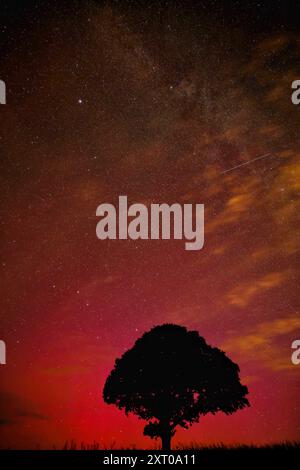 Dunsford, Devon, UK. 13th Aug, 2024. Supernatural Northern lights and Perseid meteors over a magic tree near Dunsford on the edge of Dartmoor, Devon, UK. Aurora Borealis. Credit: nidpor/Alamy Live News Stock Photo