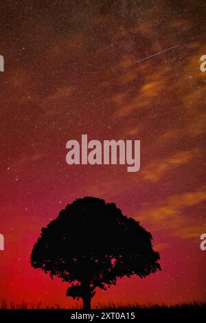 Dunsford, Devon, UK. 13th Aug, 2024. Supernatural Northern lights and Perseid meteors over a magic tree near Dunsford on the edge of Dartmoor, Devon, UK. Aurora Borealis. Credit: nidpor/Alamy Live News Stock Photo