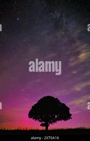 Dunsford, Devon, UK. 13th Aug, 2024. Supernatural Northern lights over a magic tree near Dunsford on the edge of Dartmoor, Devon, UK. Aurora Borealis. Credit: nidpor/Alamy Live News Stock Photo