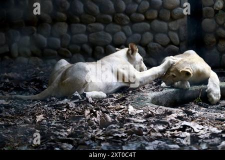 August 7, 2024: August 10, 2024. The white lion is a rare color mutation in the Timbavati area. White lions are the same reddish African lions (Panthera leo krugeri). Occasionally found in Southern African nature reserves, they are selectively bred in many zoos worldwide. This white lion was photographed at Las Delicias Zoo, in the city of Maracay, Aragua state. Photo: Juan Carlo HernÃndez (Credit Image: © Juan Carlos Hernandez/ZUMA Press Wire) EDITORIAL USAGE ONLY! Not for Commercial USAGE! Stock Photo