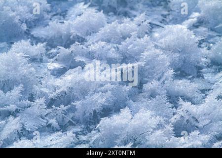delicate ice crystals grew on the surface river ice in the bitter cold Stock Photo