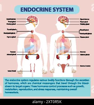 Illustration of human endocrine system and glands Stock Vector