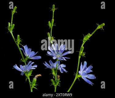 Three chicory shoots on a black background. Several blue flowers bloomed on them. Close-up. Stock Photo