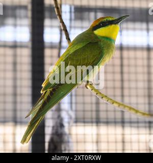 rehabilitated European bee-eater (Merops apiaster) in the rehabilitation room at the Israeli Wildlife Hospital, Ramat Gan, Israel Stock Photo