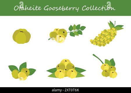 otaheite gooseberry collection. otaheite gooseberry in different poses. Vector illustration. Stock Vector