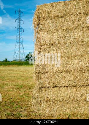 It's just after harvest time. Seen in a corn field just outside my home ...