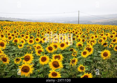 Sunflowers at Woodingdean Brighton on the south downs east Sussex south east England UK Stock Photo