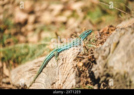 An Ibiza wall lizard, an endemic species to the Balearic Islands, basks on a sunny tree trunk Stock Photo