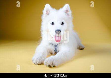 Charming white puppy with striking eyes and a fluffy coat lying playfully on a vibrant yellow background, tongue out Stock Photo