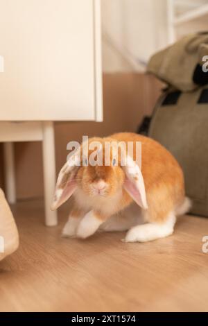 Cute rabbit with brown fur sitting on parquet floor in room in flat Stock Photo