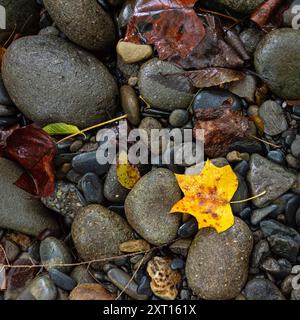 Nature background of wet fallen leaves on rounded river rocks in an Appalachian creekbed. Stock Photo
