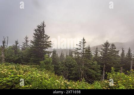 Nature background of wildflowers and evergreen forest with hazy overcast atop Climgmans Dome (Kuwohi) in the Great Smoky Mountains National Park. Stock Photo