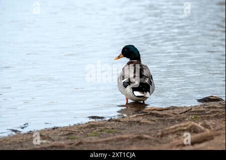 Mallard Duck stood in the edge of the water of a lake Stock Photo