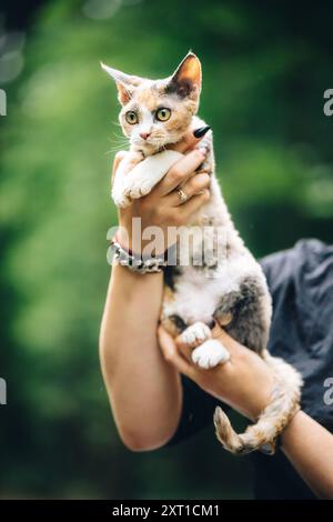 Amazing Obedient Devon Rex Cat With White-red Spotted Fur Color Sitting On Hands. Curious Playful Funny Cute Beautiful Devon Rex Cat. Happy Pets Stock Photo