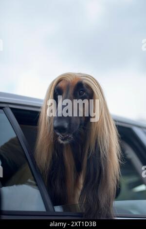 An Afghan Hound dog with a long, silky coat peers out from the window of a car, showcasing its distinctive fine, flowing hair. bola02322 Copyright: xC Stock Photo