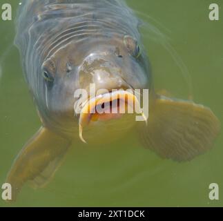 Hungry common carp (Cyprinus carpio) with big open mouth, eating/feeding in clear pond water Stock Photo