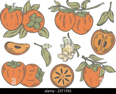 Persimmon vintage color hand engraving set Stock Vector