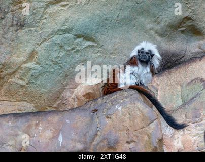 white-tufted-ear marmoset sitting on a ledge at a rock wall, Austria Stock Photo