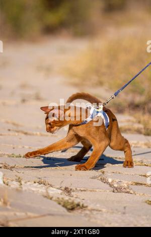 Abyssinian cat on lawn in the garden. Stock Photo