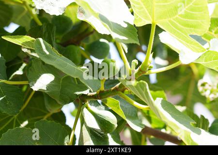 Ripening fig fruits on a tree with green succulent foliage Stock Photo