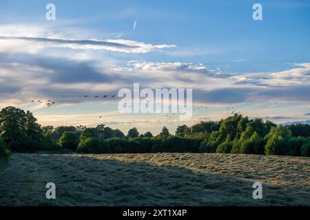 Mixed flock of geese flying to their roost on a summer evening against a blue sky. Stock Photo