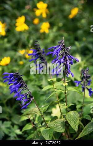 Salvia guaranitica 'Black and Bloom' Stock Photo