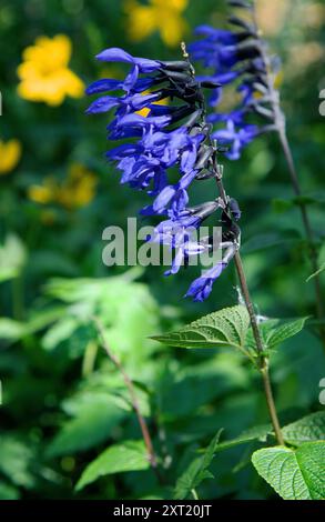 Salvia guaranitica 'Black and Bloom' Stock Photo