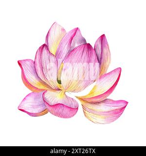 Lotus flower blooming watercolor illustration. Hand drawn pink water lily blossom floral clip art, zen and meditation symbol for spa salon, yoga cente Stock Photo