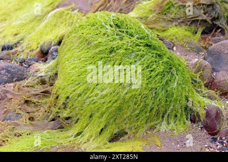 Gutweed Ulva intestinalis a.k.a. Grass Kelp Stock Photo