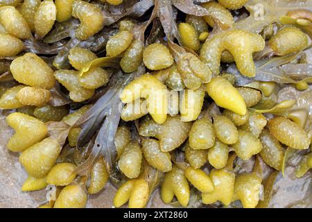 Spiral (a.k.a. Flat) Wrack Fucus spiralis Showing Swollen Reproductive Receptacles a.k.a. conceptacles Stock Photo