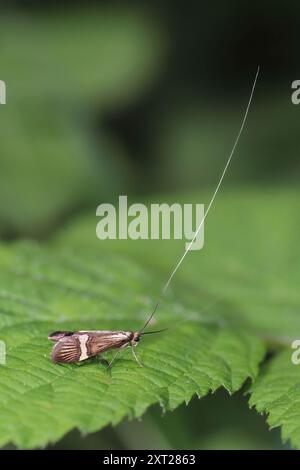 Yellow–banded Longhorn (a.k.a. Yellow–barred Longhorn) - Nemophora degeerella - male Stock Photo