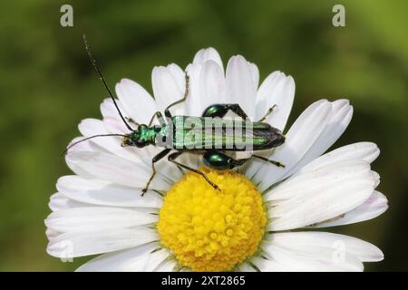 Thick-legged Flower Beetle Oedemera nobilis (male) Stock Photo