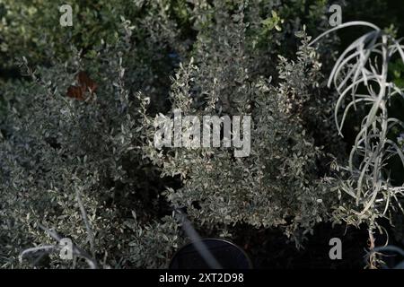 Curry plant, Helichrysum italicum, a silver-leaved herb Stock Photo