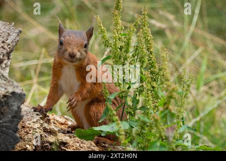 Red Squirrel (Sciurus vulgaris) at Tentsmuir Forest, Fife, Scotland. Stock Photo