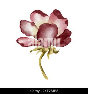 Red flower watercolor illustration. Floral drawing of Peony or Rose for Wedding invitation or Baby birthday cards in colorful colors. Stock Photo