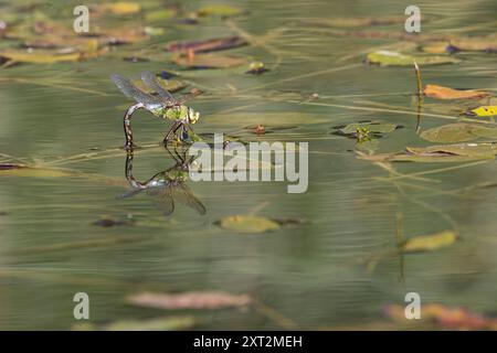 Große Königslibelle, Grosse Königslibelle, Grosse Königs-Libelle, Weibchen bei der Eiablage, legt Eier, Anax imperator, Emperor Dragonfly, L´Anax empe Stock Photo
